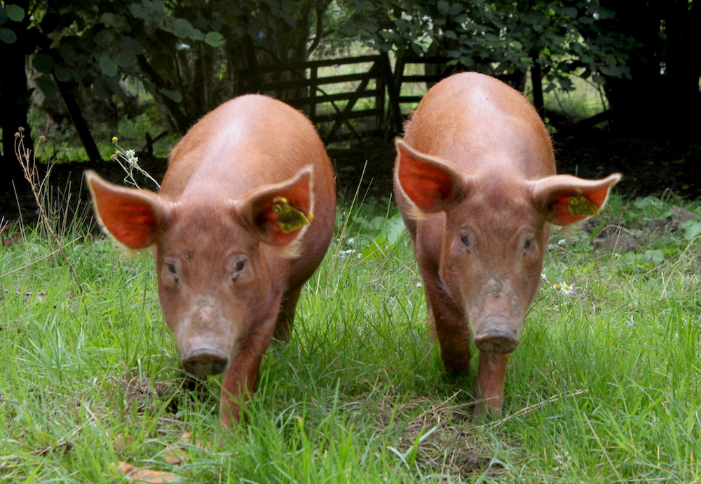 Meet the Animals: a Farming Heritage - Ryedale Folk Museum