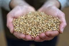 Alex Fraser, Denby Hall Barn, Denby Dale. Populations wheat grain.