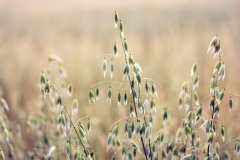 High Callis Farm, High Callis Wold, Bishop Wilton - organic oats